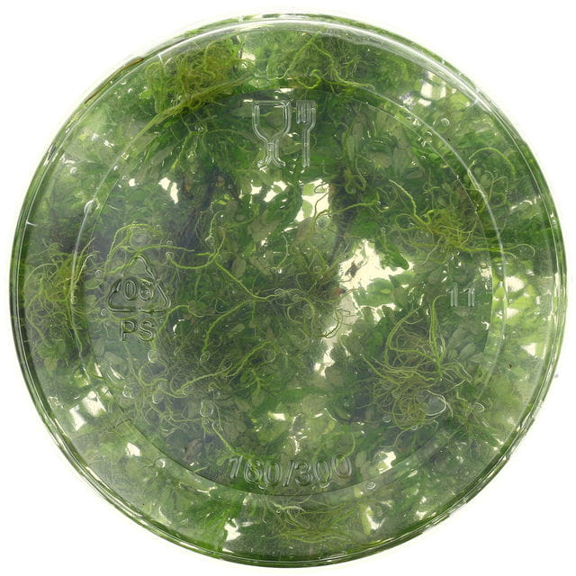 Medium Phase 1