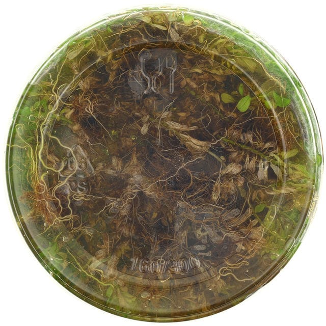 Medium Phase 3