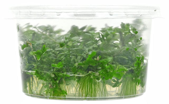 In vitro Wuchs Phase 1