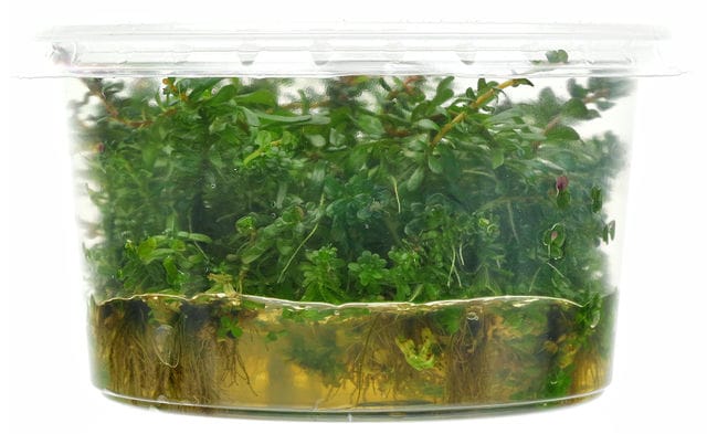 In vitro Wuchs Phase 2