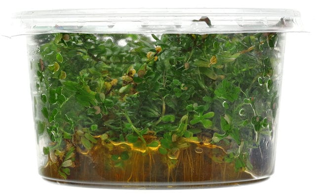 In vitro Wuchs Phase 3