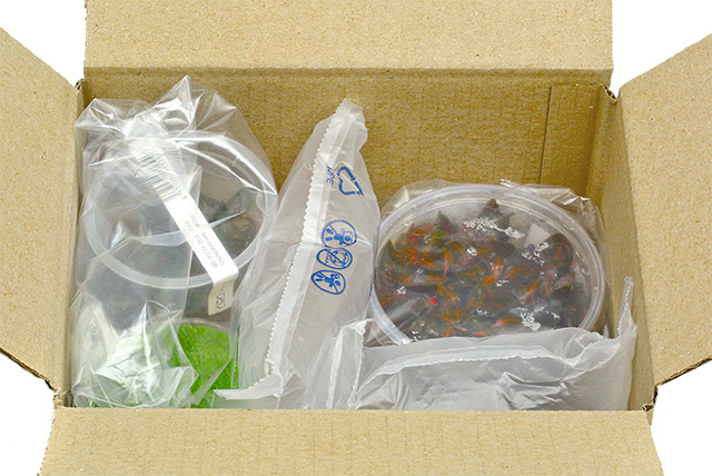 in vitro Pflanzen ausgepackt