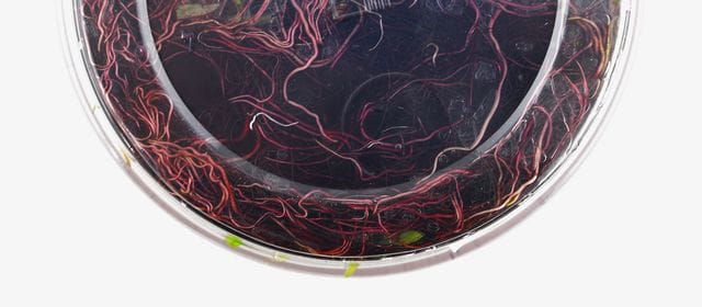 Nährmedium Eichhornia