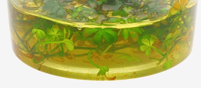 Nährmedium Marsilea