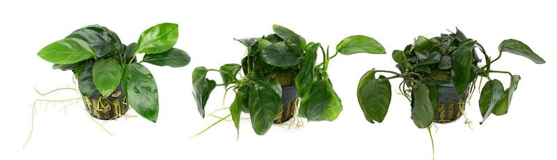 Frostschaden Anubias