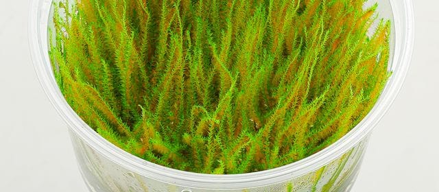 Rhizoide