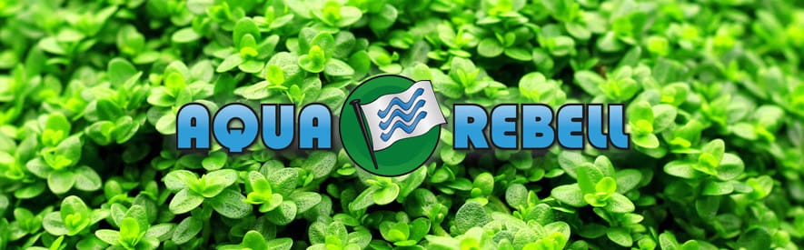 Aqua Rebell - Unsere Aquarienpflanzen und Aquascaping Dünger