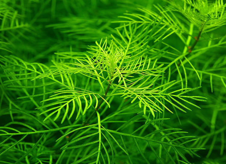 Myriophyllum mattogrossense