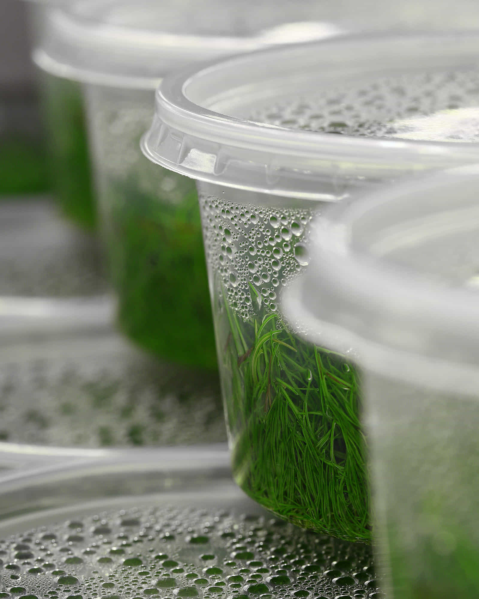 Wasserpflanze im inVitro Becher