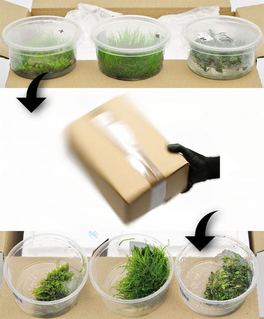 in vitro nach Transport