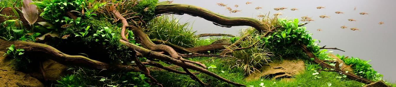 Stimmungsbild Aquascaping