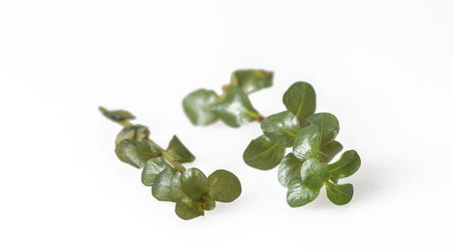 Frostschaden Rotala
