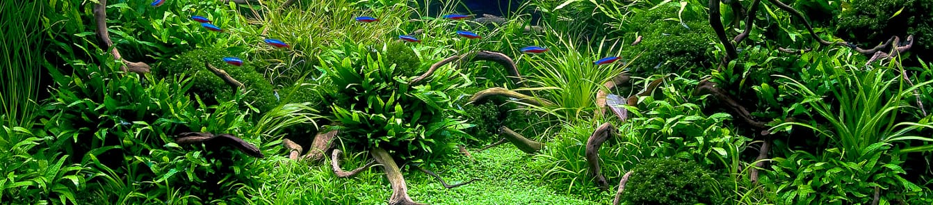 Stimmungsbild Aquascaping