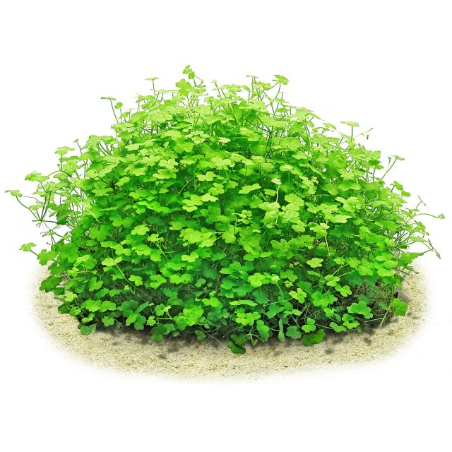 in-vitro-Pflanze